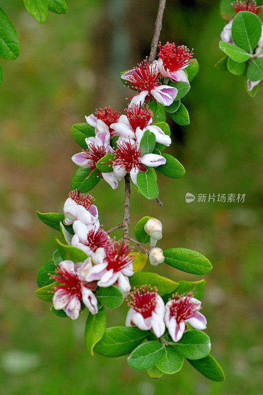 飞燕花/菠萝番石榴/六甲飞燕花